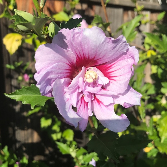 Meet your Posher, Danelle - Picture 6 of 8